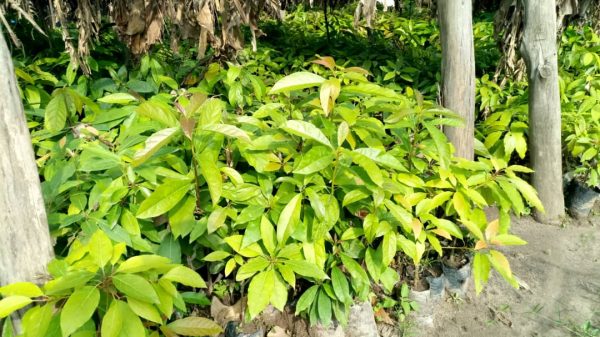Coopérative pour le développement de l'horticulture et la protection de l'environnement (HODEP)
