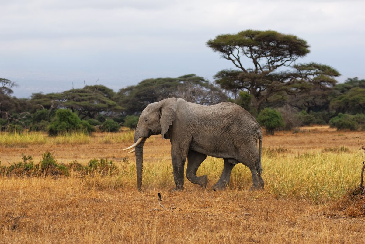 Interview with Anne Raimat, Director of Biodiversity at Climate Chance