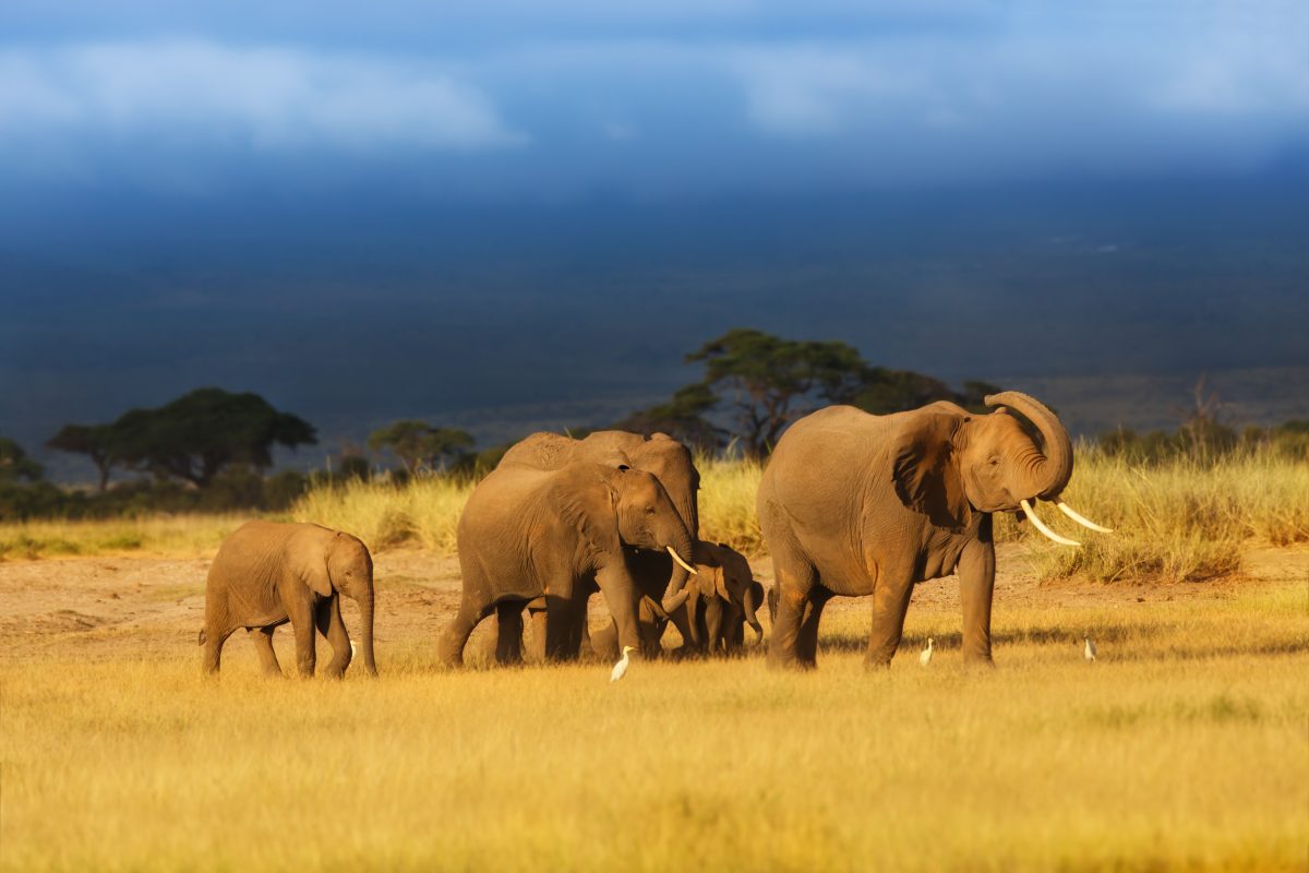 Lancement de la Coalition Internationale Biodiversité