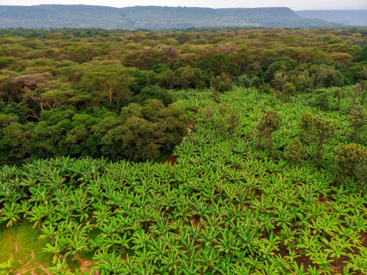 Le 23 mars : eMag #3 sur l’agroécologie, les systèmes alimentaires et les forêts