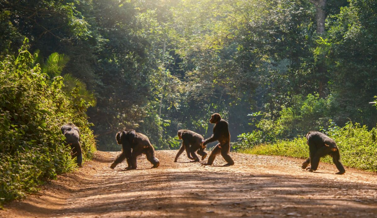 Interesting,Animal,Behavior,,With,A,Male,Chimpanzee,Walking,Upright,,Like