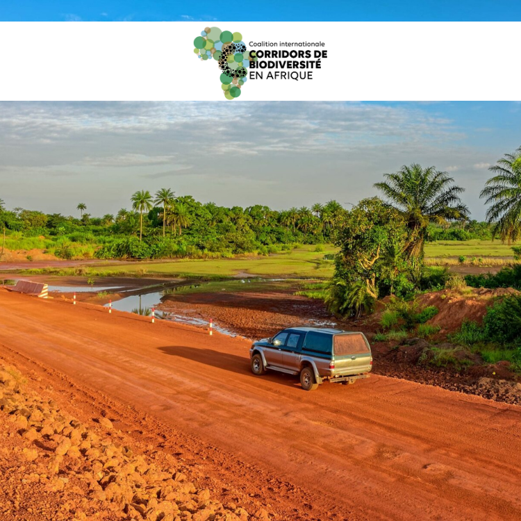 Renforcer la conservation de la biodiversité à Lebekere tout en soutenant l’économie locale